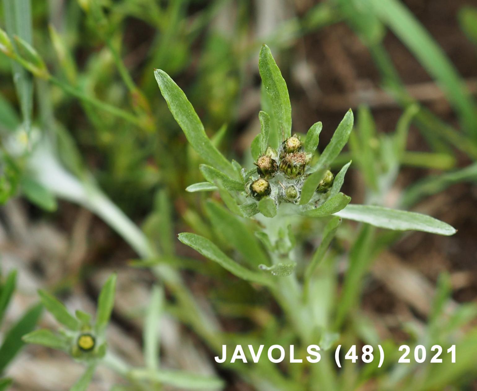 Cudweed, Marsh